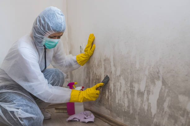 Best Asbestos and Lead Testing During Mold Inspection  in Midway, GA